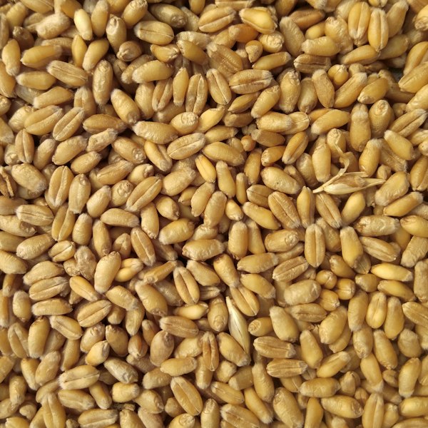 Aashirvaad Whole Wheat Atta – 5 kg
