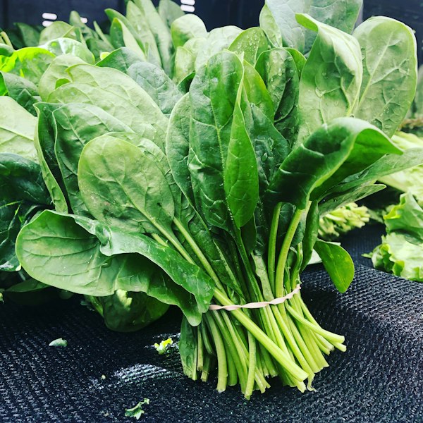 Fresh Baby Spinach – 200g
